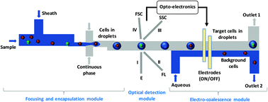 Graphical abstract: An optomicrofluidic device for the detection and isolation of drop-encapsulated target cells in single-cell format