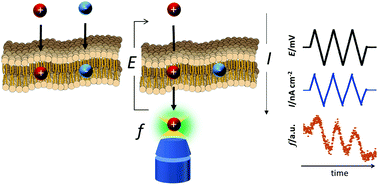 Graphical abstract: Dynamic behavior analysis of ion transport through a bilayer lipid membrane by an electrochemical method combined with fluorometry