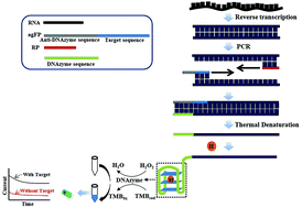 Graphical abstract: A signal cascade amplification strategy based on RT-PCR triggering of a G-quadruplex DNAzyme for a novel electrochemical detection of viable Cronobacter sakazakii