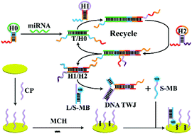 Graphical abstract: An electrochemical sensor based on enzyme-free recycling amplification for sensitive and specific detection of miRNAs from cancer cells