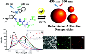 Graphical abstract: Selective ratiometric red-emission detection of In3+ in aqueous solutions and in live cells using a fluorescent peptidyl probe and metal chelating agent