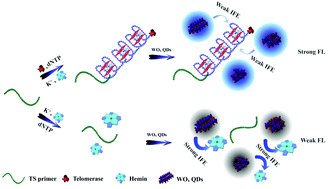 Graphical abstract: Facile synthesis of fluorescent tungsten oxide quantum dots for telomerase detection based on the inner filter effect
