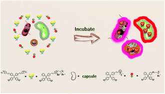 Graphical abstract: Combined tetraphenylethylene fluorogens with positive charge for imaging capsule-covered pathogens