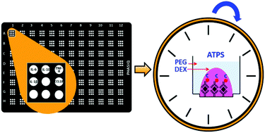 Graphical abstract: One-incubation one-hour multiplex ELISA enabled by aqueous two-phase systems
