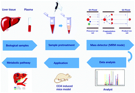 Graphical abstract: A high-throughput targeted metabolomics method for the quantification of 104 non-polar metabolites in cholesterol, eicosanoid, and phospholipid metabolism: application in the study of a CCl4-induced liver injury mouse model