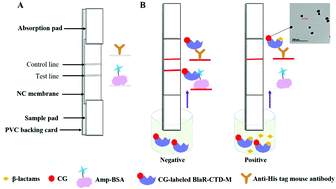 Graphical abstract: Rapid detection of 21 β-lactams using an immunochromatographic assay based on the mutant BlaR-CTD protein from Bacillus Licheniformis