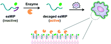 Graphical abstract: Enzyme-activated anchoring of peptide probes onto plasma membranes for selectively lighting up target cells