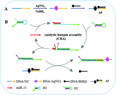 Graphical abstract: Enzyme-free amplified detection of miRNA based on target-catalyzed hairpin assembly and DNA-stabilized fluorescent silver nanoclusters