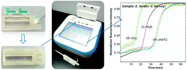 Graphical abstract: iso-μmGene: an isothermal amplification-based portable microfluidic system for simple, reliable and flexibly multiplexed genetic identification and quantification