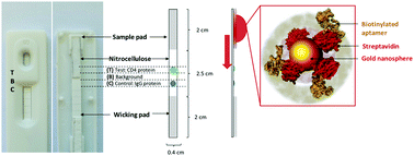 Graphical abstract: Gold nanoparticle-streptavidin conjugates for rapid and efficient screening of aptamer function in lateral flow sensors using novel CD4-binding aptamers identified through Crossover-SELEX