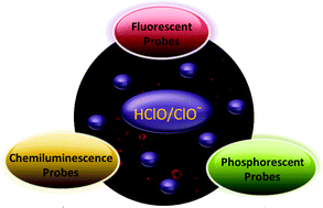 Graphical abstract: Luminescent probes for hypochlorous acid in vitro and in vivo