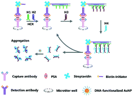 Graphical abstract: DNA-Programmed plasmonic ELISA for the ultrasensitive detection of protein biomarkers