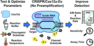 Graphical abstract: Applying biosensor development concepts to improve preamplification-free CRISPR/Cas12a-Dx