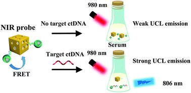 Graphical abstract: Upconversion nanoparticle and gold nanocage satellite assemblies for sensitive ctDNA detection in serum