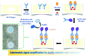 Graphical abstract: A new method to amplify colorimetric signals of paper-based nanobiosensors for simple and sensitive pancreatic cancer biomarker detection