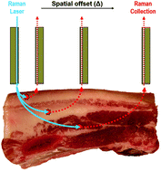 Graphical abstract: Analysis of subcutaneous swine fat via deep Raman spectroscopy using a fiber-optic probe