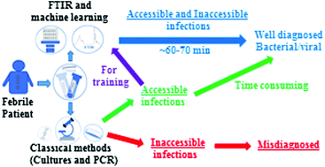 Graphical abstract: Diagnosis of inaccessible infections using infrared microscopy of white blood cells and machine learning algorithms