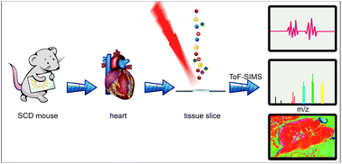 Graphical abstract: Investigation of heart lipid changes in acute β-AR activation-induced sudden cardiac death by time-of-flight secondary ion mass spectrometry