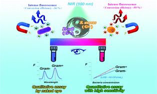 Graphical abstract: A magneto-fluorescence bacteria assay strategy based on dual colour sulfide fluorescent nanoparticles with high near-IR conversion efficiency