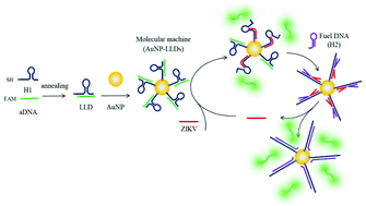 Graphical abstract: A target-mediated fuel-initiated molecular machine for high-sensitive fluorescence assay of the ZIKV gene via strand displacement reaction-based signal recovery and cycling amplification