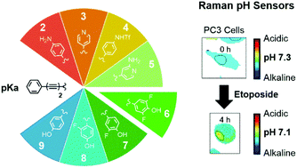 Graphical abstract: A new class of ratiometric small molecule intracellular pH sensors for Raman microscopy
