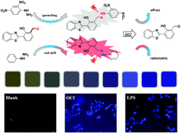 Graphical abstract: Designing enhanced and ratiometric probes for detecting OCl− based on substituents influencing the fluorescence of HBT and their application in strips and bioimaging