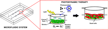 Graphical abstract: A multilayered cancer-on-a-chip model to analyze the effectiveness of new-generation photosensitizers
