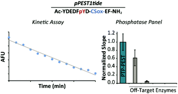 Graphical abstract: A fluorescent probe for monitoring PTP-PEST enzymatic activity