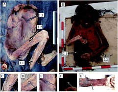 Graphical abstract: The multimodal chemical study of pre-Columbian Peruvian mummies