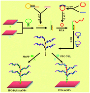 Graphical abstract: A versatile dendritical amplification photoelectric biosensing platform based on Bi2S3 nanorods and a perylene-based polymer for signal “on” and “off” double detection of DNA