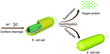 Graphical abstract: A simplified protein purification method through nickel cleavage of the recombinant protein from the Escherichia coli cell surface