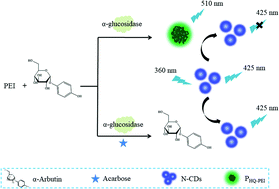 Graphical abstract: A ratiometric fluorescent biosensor for the sensitive determination of α-glucosidase activity and acarbose based on N-doped carbon dots