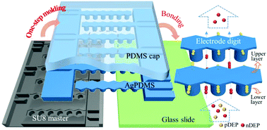 Graphical abstract: A one-step molded microfluidic chip featuring a two-layer silver-PDMS microelectrode for dielectrophoretic cell separation
