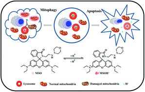 Graphical abstract: A red-emission fluorescent probe for visual monitoring of lysosomal pH changes during mitophagy and cell apoptosis