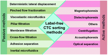 Graphical abstract: Microfluidics for label-free sorting of rare circulating tumor cells