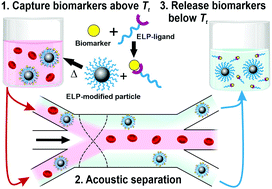 Graphical abstract: Rapid capture of biomolecules from blood via stimuli-responsive elastomeric particles for acoustofluidic separation