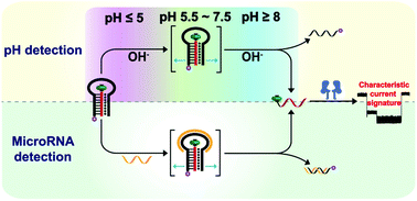 Graphical abstract: A bifunctional DNA probe for sensing pH and microRNA using a nanopore