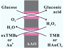 Graphical abstract: In situ growth of nano-gold on anodized aluminum oxide with tandem nanozyme activities towards sensitive electrochemical nanochannel sensing