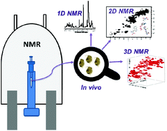 Graphical abstract: NMR assignment of the in vivo daphnia magna metabolome