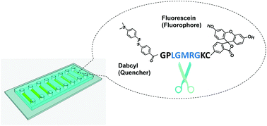 Graphical abstract: Direct monitoring of protease activity using an integrated microchip coated with multilayered fluorogenic nanofilms