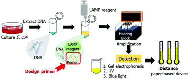 Graphical abstract: Development of a fluorescent distance-based paper device using loop-mediated isothermal amplification to detect Escherichia coli in urine