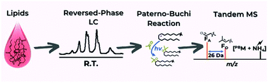 Graphical abstract: Structural elucidation of triacylglycerol using online acetone Paternò–Büchi reaction coupled with reversed-phase liquid chromatography mass spectrometry