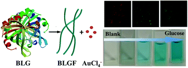 Graphical abstract: β-Lactoglobulin amyloid fibril-templated gold nanoclusters for cellular multicolor fluorescence imaging and colorimetric blood glucose assay
