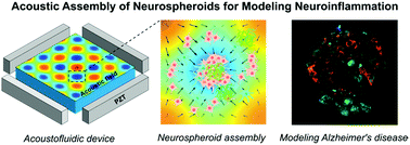 Graphical abstract: Acoustofluidic assembly of 3D neurospheroids to model Alzheimer's disease