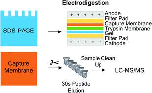 Graphical abstract: Electroblotting through a tryptic membrane for LC-MS/MS analysis of proteins separated in electrophoretic gels