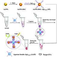 Graphical abstract: A sandwich-type surface-enhanced Raman scattering sensor using dual aptamers and gold nanoparticles for the detection of tumor extracellular vesicles