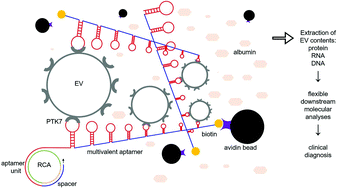 Graphical abstract: Isolation of extracellular vesicles with multivalent aptamers