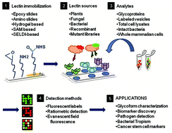 Graphical abstract: Application of lectin-based biosensor technology in the detection of foodborne pathogenic bacteria: a review