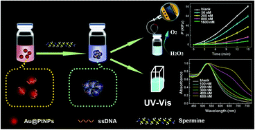 Graphical abstract: A gas pressure and colorimetric signal dual-mode strategy for sensitive detection of spermine using ssDNA-coated Au@Pt nanoparticles as the probe