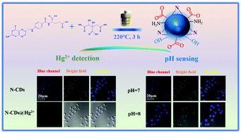 Graphical abstract: Hg2+ detection, pH sensing and cell imaging based on bright blue-fluorescent N-doped carbon dots